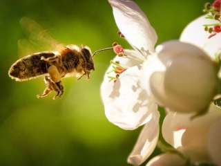 Meta’s nuclear AI data centre plans scuppered by rare species of bees